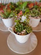 Succulent Teacups